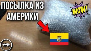 АМЕРИКАНСКИЕ МУРАВЬИ // РАСПАКОВКА ПОСЫЛКИ ИЗ ЮЖНОЙ АМЕРИКИ // AntKeeper