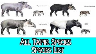 All Tapir Species - Species List