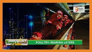 | Kenya's Gold | Poultry: Rearing Layers