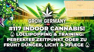 #117 Indoor Cannabis!  Lollipopping & Training: Perfekter Zeitpunkt? Zu früh? Dünger, Licht, Pflege