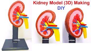 kidney model(3D) making science project |  urinary system | craftpiller @howtofunda |  | still model
