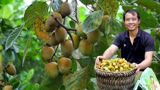 Harvesting seedless persimmons, a specialty fruit of Jhony's hometown