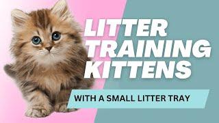 How to LITTER BOX TRAIN KITTENS: Small Litter Tray Tips for Breeders