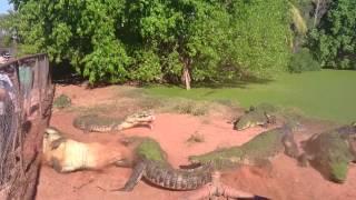 Crocodile bites foot off another crocodile