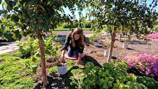 Planting 12 Hydrangeas, Russian Sage & and Spice Baby Viburnum!  (Long Version)