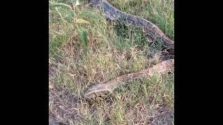 python in the serengeti national park