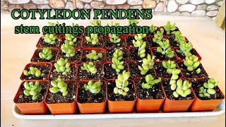 HOW TO PROPAGATE COTYLEDON PENDENS VIA STEM CUTTINGS WITH GOOD TIPS AND BEST CARE