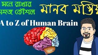 Human Brain -At a glance ( A to Z)