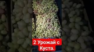 2 Урожая с куста. Угадай какой сорт?