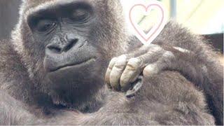 Gorilla◆Mom Genki, who cried when she was separated from Gentaro, is now a laissez-faire parent.