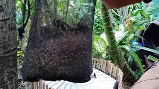 Mosquito control by using CO2 traps