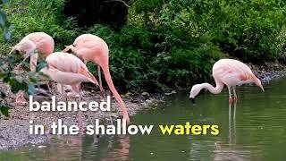 Flamingo Facts ( 3 Facts about the Beautiful Flamingo)