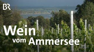 Wein aus Oberbayern: Winzer Uli Ernst vom Ammersee auf den Spuren der Römer | Wir in Bayern | BR