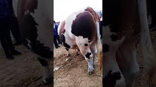Xorazm mol bozori simental 1550tonna