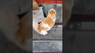 Важный Кот