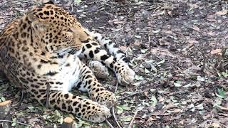 Красавцы леопарды теперь хорошо видны! Тайган. Handsome leopards are now clearly visible in Taigan!