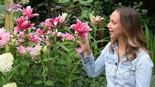 Varying Lily Types for Continuous Cut Flowers //   Northlawn Flower Farm