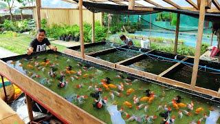 How I produce 5,000 Goldfish Babies in just 1 Week!! Basic Method in Raising and Breeding Goldfish!!