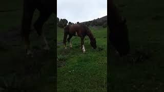 Жайлоо беш конуш.Барон.10.07.2018