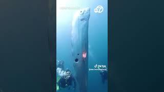 Divers discover giant oarfish off coast of Taiwan