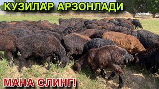 Куй Кузи Нархлари 2025.НАРХЛАР ТУШДИ! КАШКАДАРЁ ВИЛОЯТИ ГУЗОР ТУМАНИ.