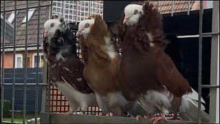 Altholländische Kapuziner/Capuchine Pigeons