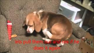 Beagle hides toys in chair