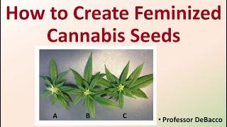 How to Create Feminized Cannabis Seeds