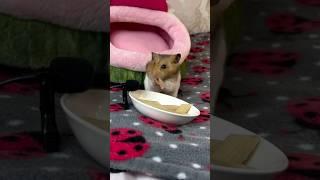Another HAMSTER eating PASTA?