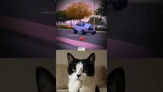 EVERY BOYS DREAM #funny #cat #dance #meme