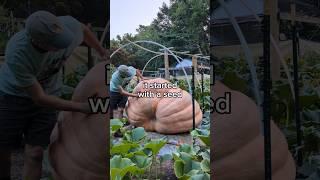 My giant pumpkin's journey  #garden #pumpkin #plants