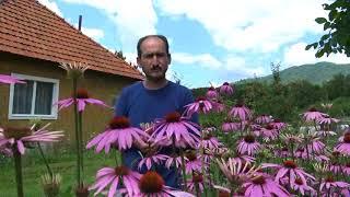 Echinacea  - plantă medicinală și ornamentală