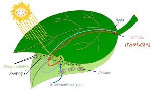 BIOLOGIYA. ATF