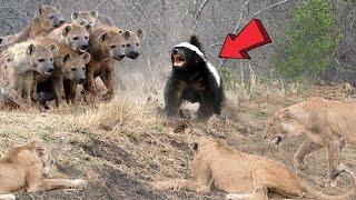 Honey Badger Takes Savagery to a Whole New Level  #HoneyBadgerUnleashed