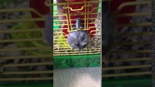 Dwarf hamster escapes from wire cage