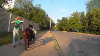 Девушка и пони На велосипеде Москва велосипедная Cycling Bike Ride Biking