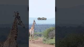 Giraffe vs Acacia: The Evolutionary Battle  #wildlife #Africa #Giraffe #plant #trees #facts #science