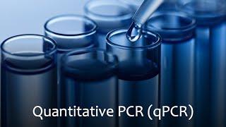 Quantitative Polymerase Chain Reaction (qPCR)