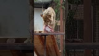 ШЕРХАН - хвастунишка. #шерхан_тайган #шерхан #лев #lion #зоопарк #zoo #юмор #shortvideo