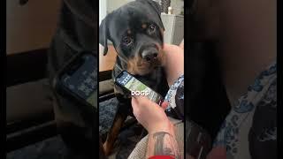 Rottweiler Puppy got in trouble at his school ️ #shorts #cutedogs