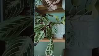 Indoor Plants tiktok mybohojunglebook