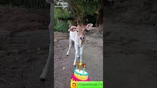 Baby Cow ka Birthday aj #shorts #gaiya #gaiyawala #gaiyamerigaiya cow videos #cow #cowvideos