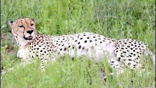 Cheetahs In Africa Wildlife | Safari Game Drive