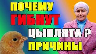 Почему гибнут цыплята ? Причины и решения.