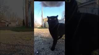 Mr. Kitters vs. The Dark Void! ‍⬛ Mr. Kitters the Cat must see TV 