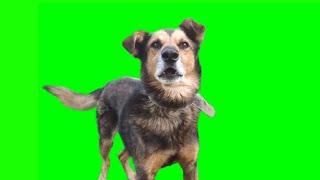 Small Dog Barking On Green Screen Background video Footage || Dog Barking Chroma key