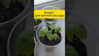 Рецепт для крепкой рассады!  #дача #огород #рассада  #рецепт