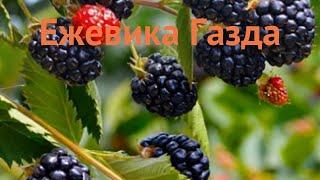 Ежевика обыкновенная Газда (ezhevika-gazda)  ежевика Газда обзор: как сажать саженцы ежевики Газда