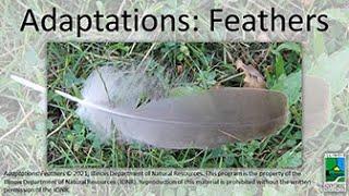 Adaptations: Feathers