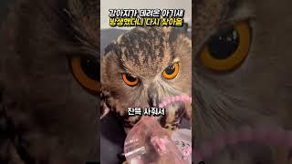 강아지가 데려온 아기새, 방생했더니 다시 찾아옴